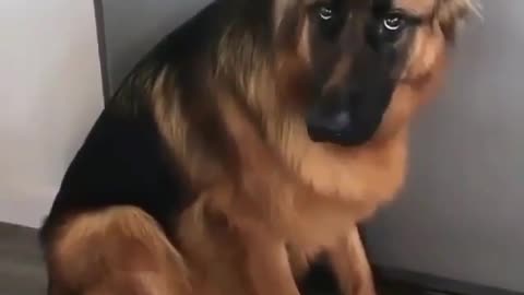 funny animals