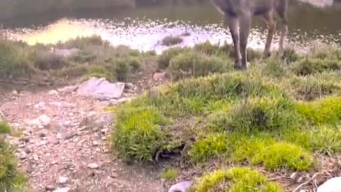 My wife says good morning to a water deer with no boundaries 🥰🌻