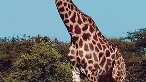 Zebra and Giraffe