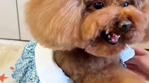 Funny Dog Growls When Getting Dressed – Câine care mârâie la îmbrăcat, super haios! 😂🐶👕