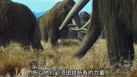 远古灭绝生物！穴狮大战猛犸象！ #动物世界 #穴狮 #猛犸象