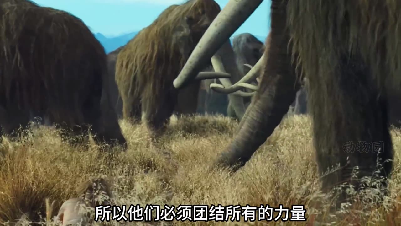 远古灭绝生物!穴狮大战猛犸象! #动物世界 #穴狮 #猛犸象
