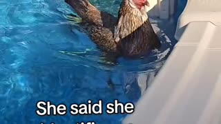 Chicken Identified as a duck