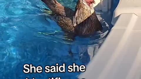 Chicken Identified as a duck
