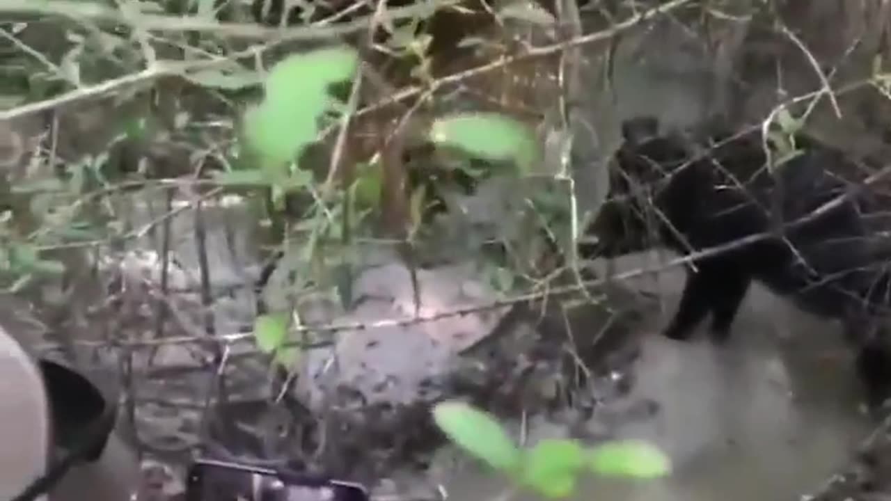 Catch dog complimation