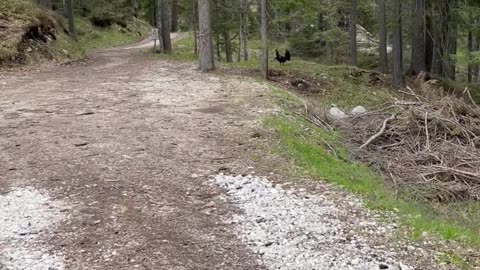 Hikers Run From Approaching Capercaillie