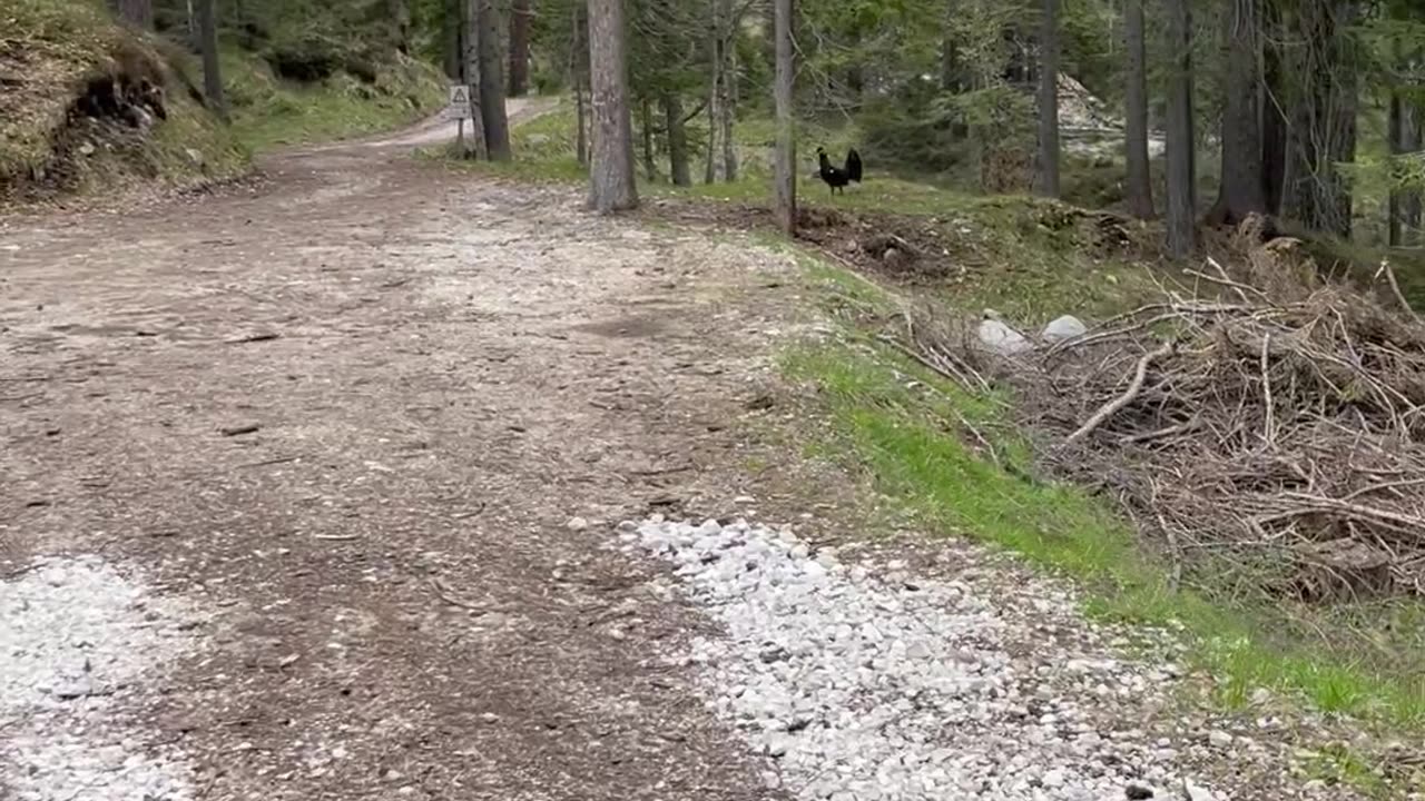 Hikers Run From Approaching Capercaillie