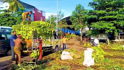 Transporting Tons of Bananas This Way - Grows and Harvest Agricultural Agriculture Technology part 3