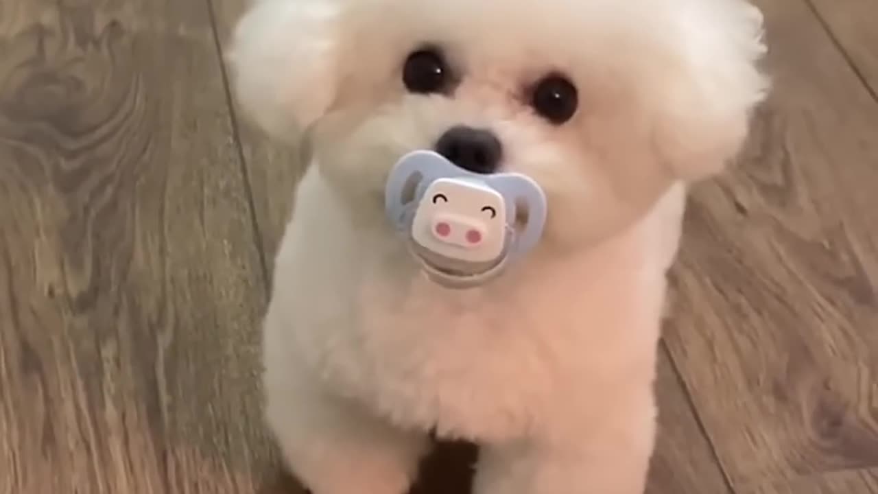 When Other Dogs Meet My Dog: The Ultimate Face-Off