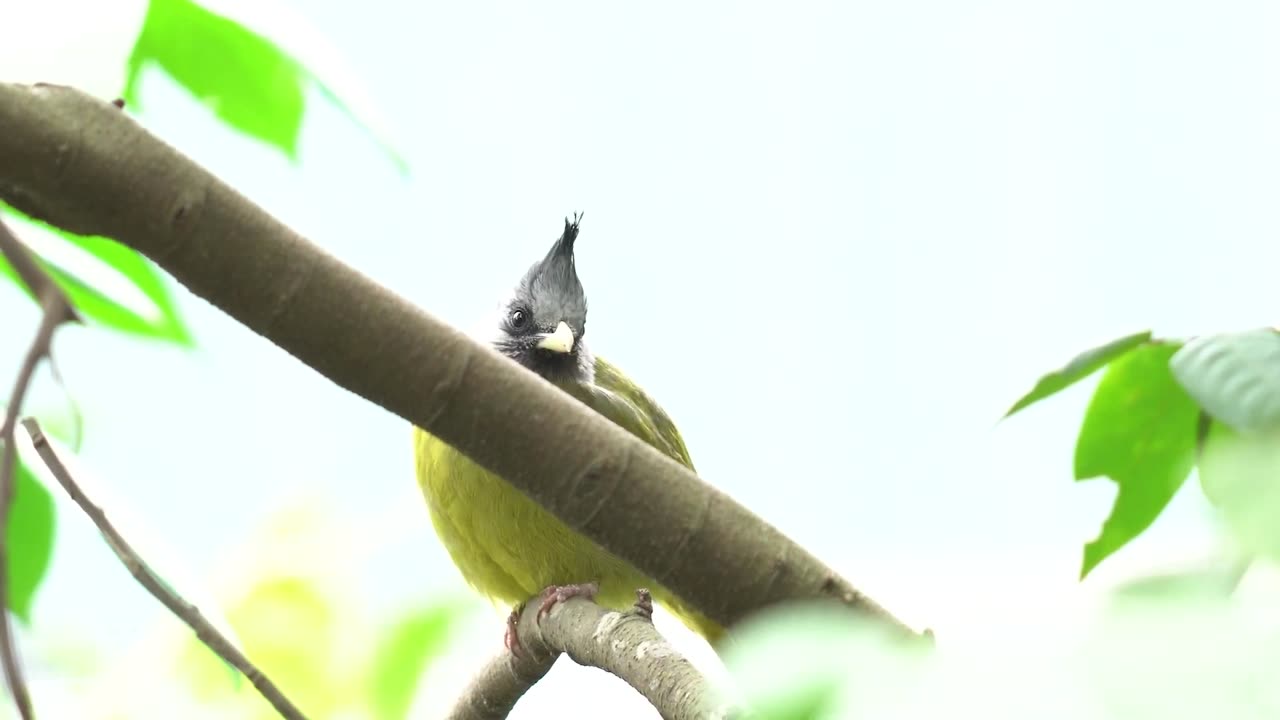 3 Hrs Birdsong to Relax Mind