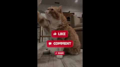 Funny Animals Video