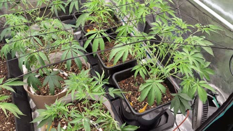 Flipping To Flower