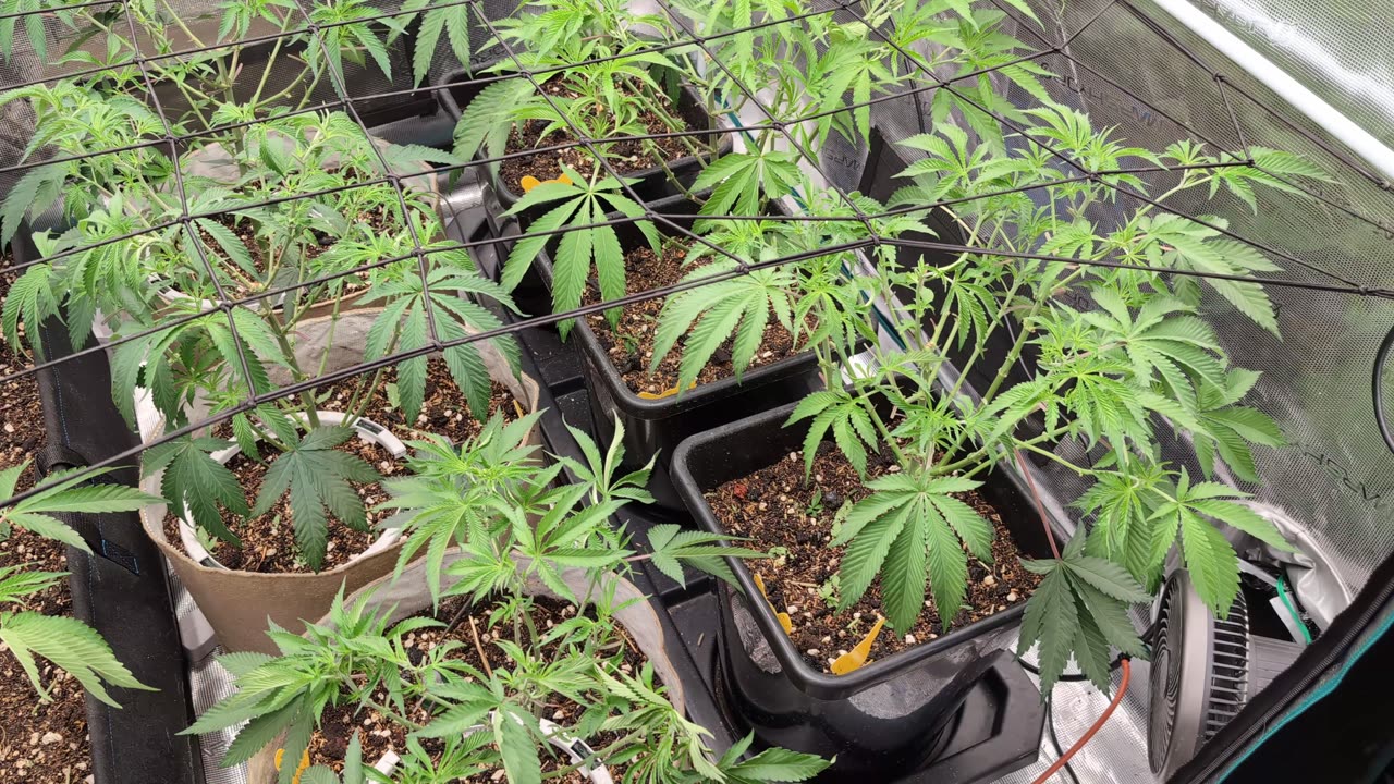 Flipping To Flower