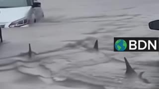 Sharks in the streets of Jamaica