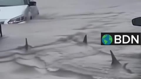 Sharks in the streets of Jamaica