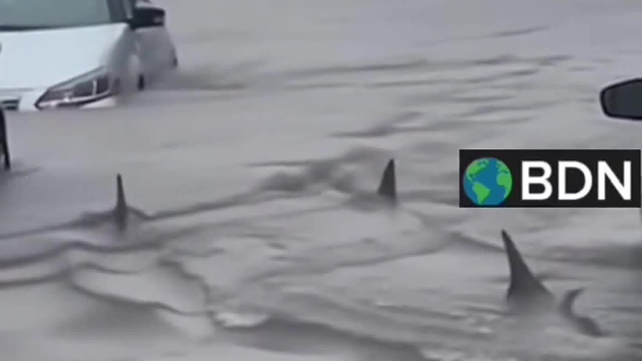 Sharks in the streets of Jamaica