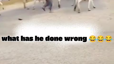 Cows attack owner