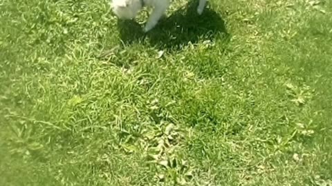 dog
