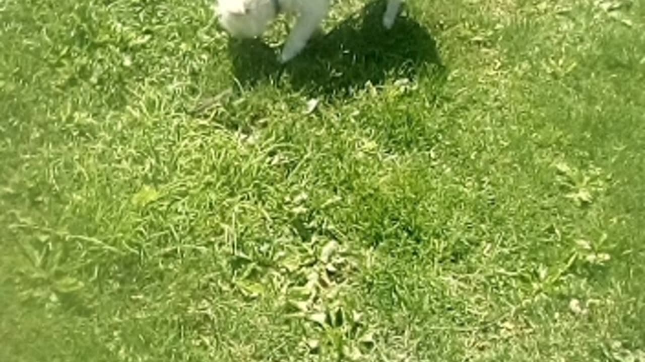 dog