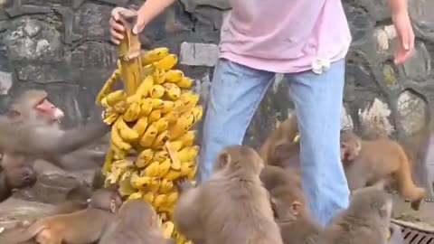 😂🍌 Monkeys Go Bananas Over Bananas! | FunFM