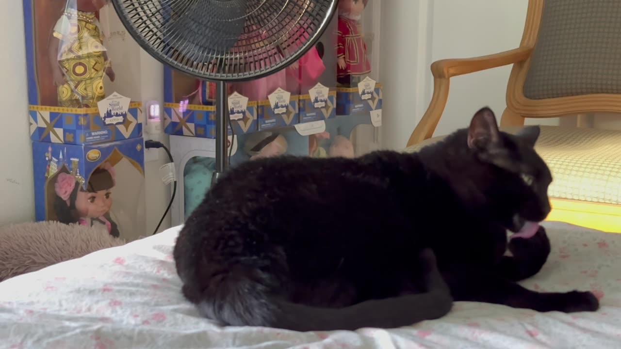 Cute Precious Piper Gets Interrupted During Her Pedicure - My Adopted Shelter Cat Vlog