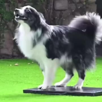 Doggy jump rope
