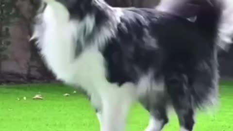 Doggy jump rope