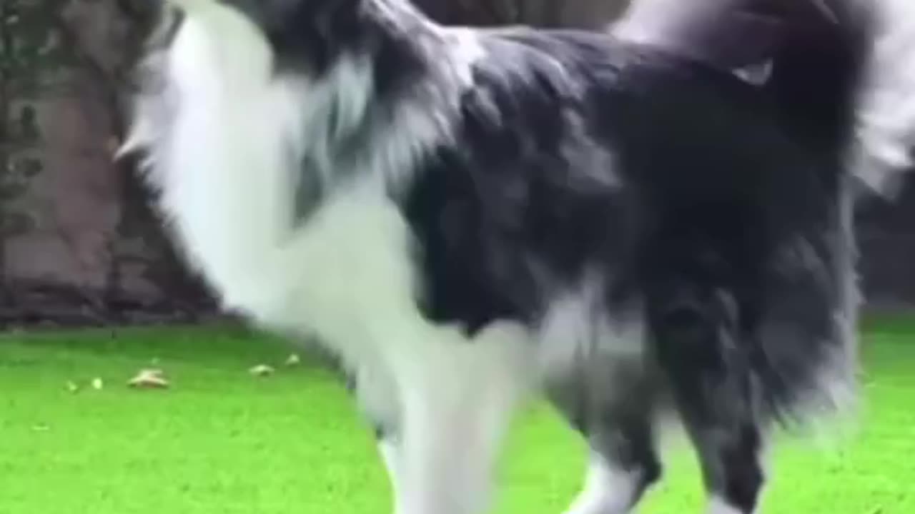 Doggy jump rope