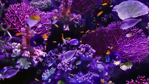 4k nature video 4k nature video ultra HD