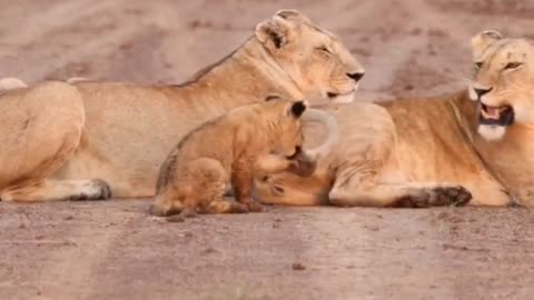A mother’s love knows no roar.