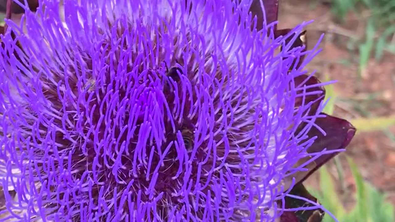 Artichoke flowers. Wonderful...
