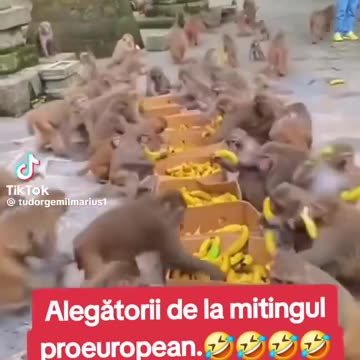 Alegătorii de la mitingul pro-european. - DIS--- - 15 mai 2025 - ora 20:43