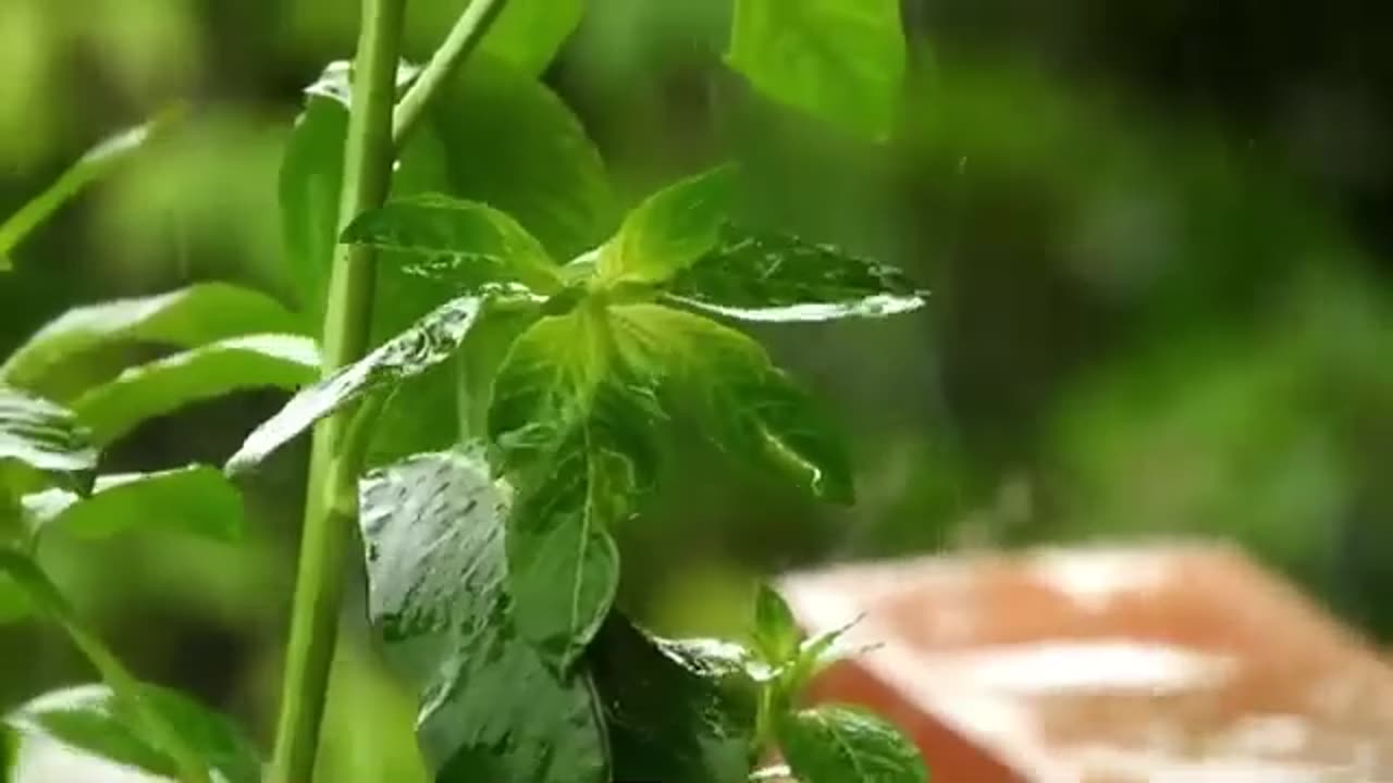 Relaxing Rain Sounds 5