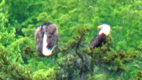 Bald Eagles