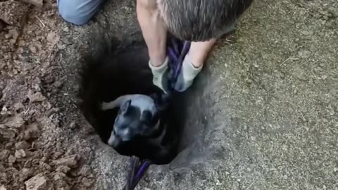 😂🐕 Rescuing an Angry Dog Goes Hilariously Wrong! | FunFM