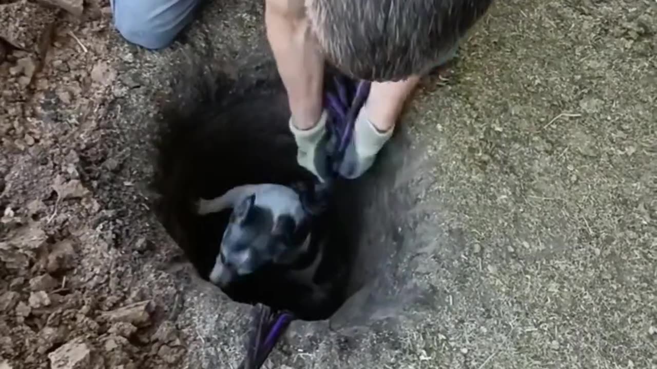 😂🐕 Rescuing an Angry Dog Goes Hilariously Wrong! | FunFM