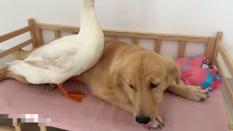 The story of the golden retriever and the kitten surprised the kitten! So interesting!