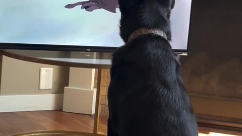 Funny dog