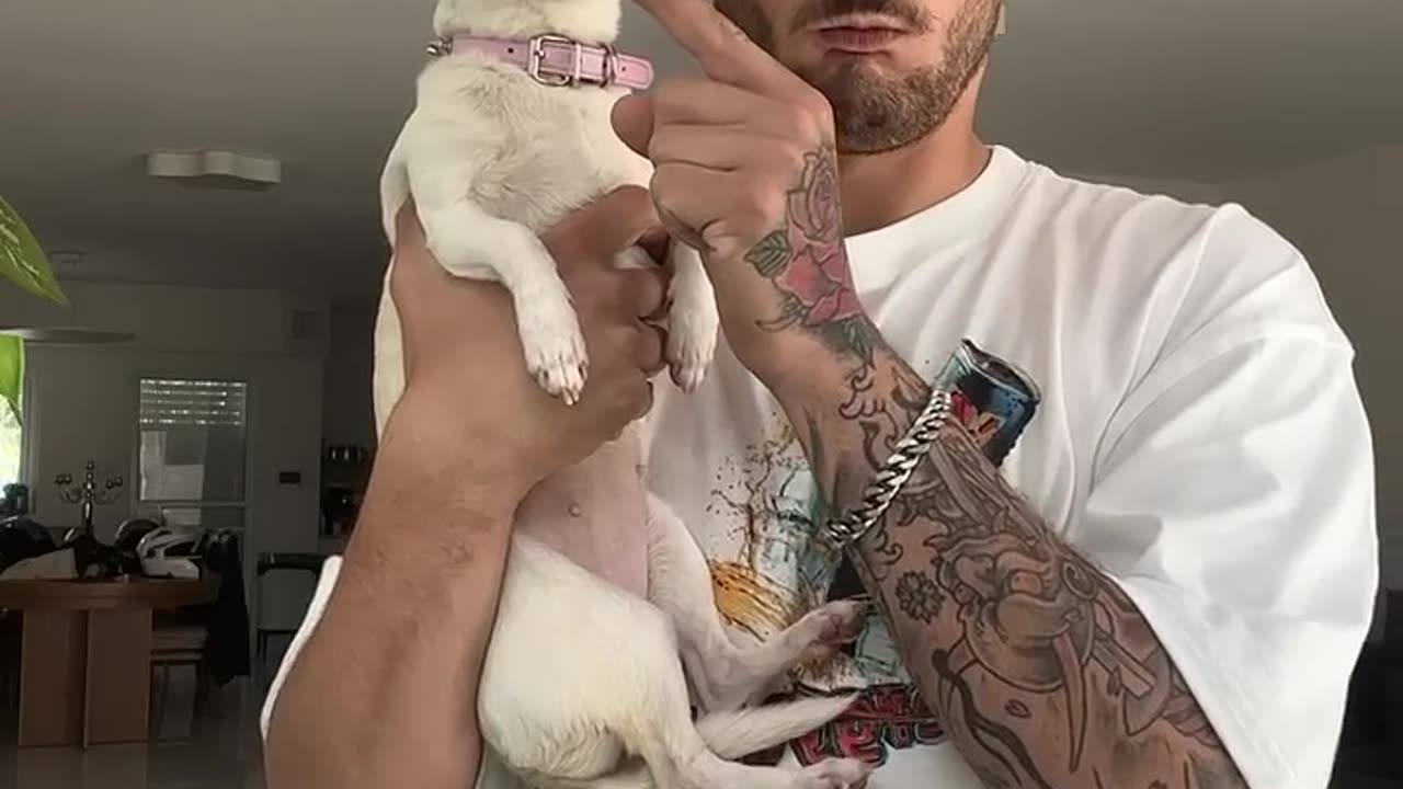 Funny Animal Videos