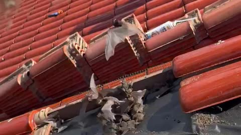 Hundreds of Bats Removed From Beach House