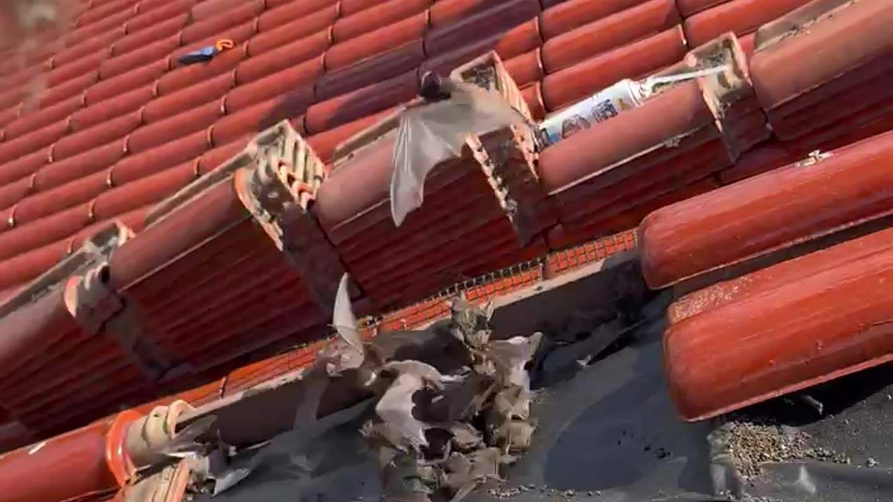 Hundreds of Bats Removed From Beach House