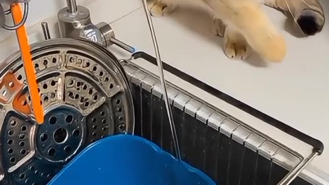 Cat still a cat