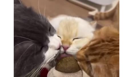 Cats Being Smooth Or Totally Clumsy Around Treats #shorts #tiktok #comedy #cats #kittens