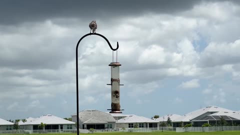 The Mockingbird Who thinks it is a Loggerhead Shrike