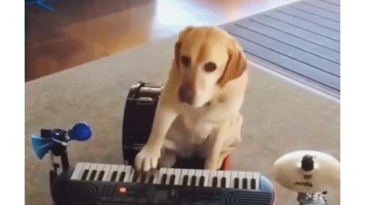 musical Doggy