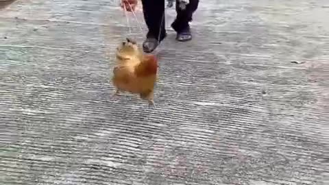 Awesome #funnyvideo
