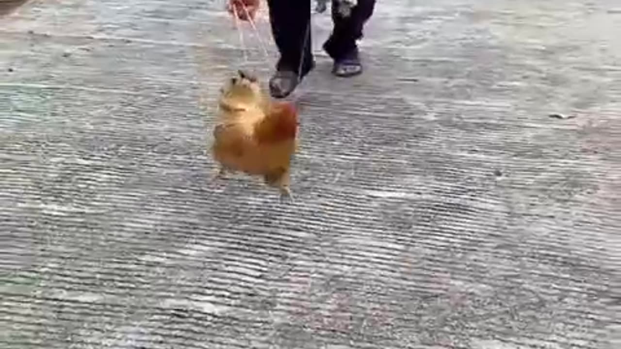 Awesome #funnyvideo