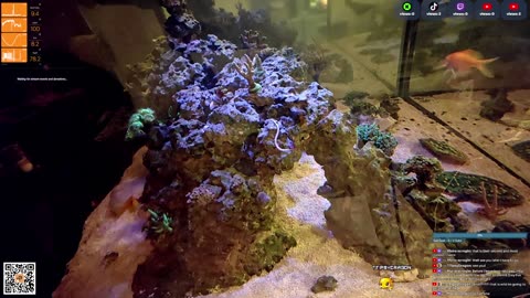 24/7 Real Live Reef Stream