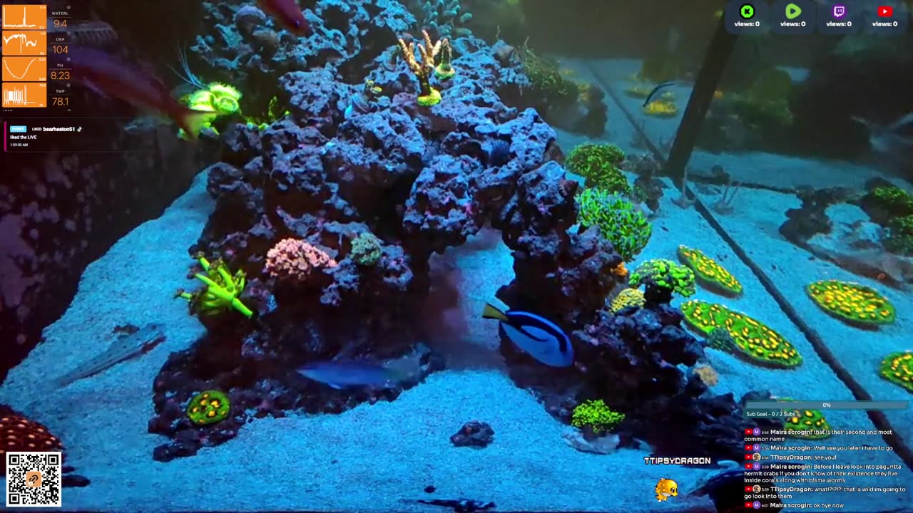 24/7 Real Live Reef Stream