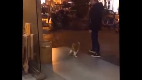 Animal funny videos